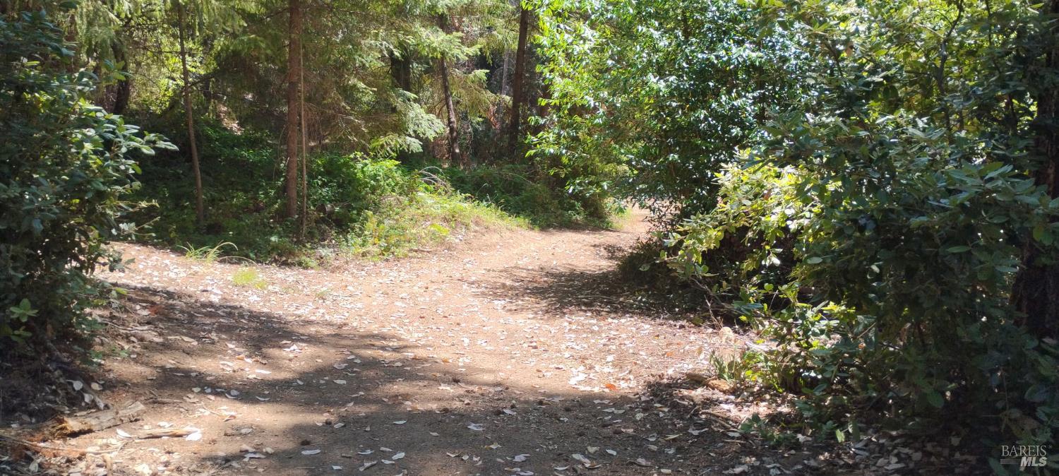 9660 Branscomb Road Laytonville, CA 95454 - Photo 24 of 33 a view of a yard with plants and trees