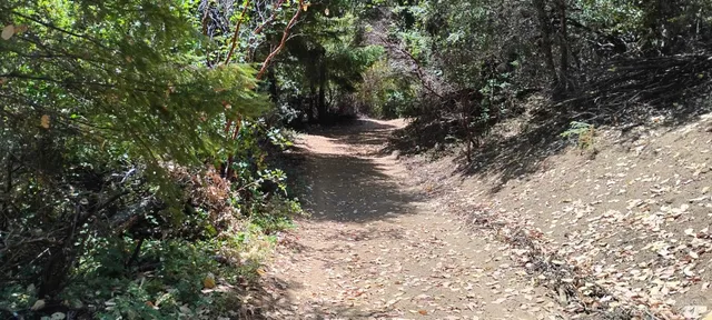 a view of a tree in a yard