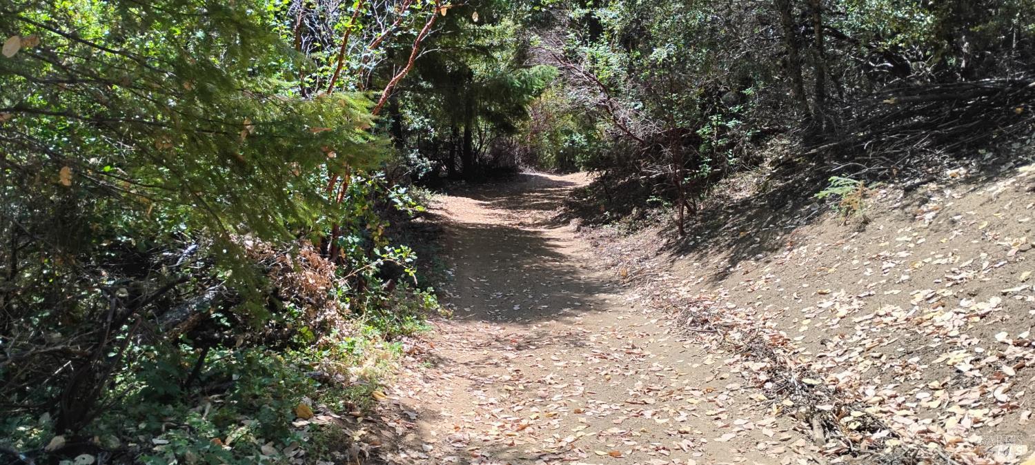 9660 Branscomb Road Laytonville, CA 95454 - Photo 29 of 33 a view of a tree with a yard
