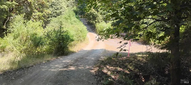 a view of a forest with trees