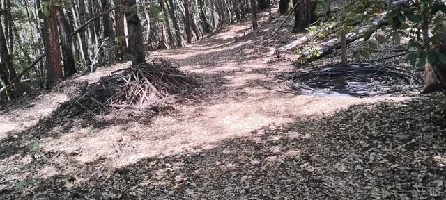 a view of a tree in a yard