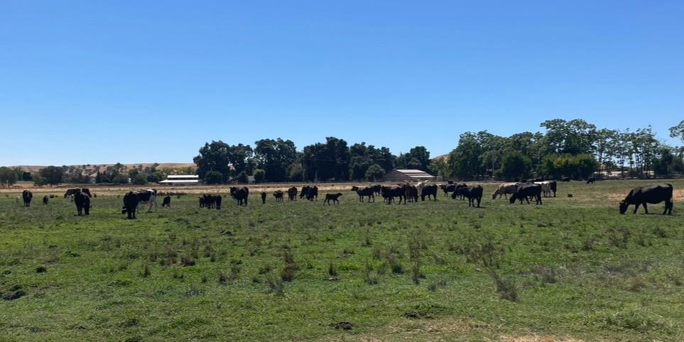 0 Morrison Road Oakdale, CA 95361 - Photo 1 of 4