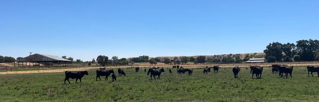 0 Morrison Road Oakdale, CA 95361 - Photo 4 of 4