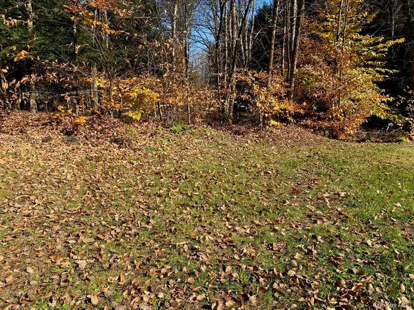 a view of a yard with large trees