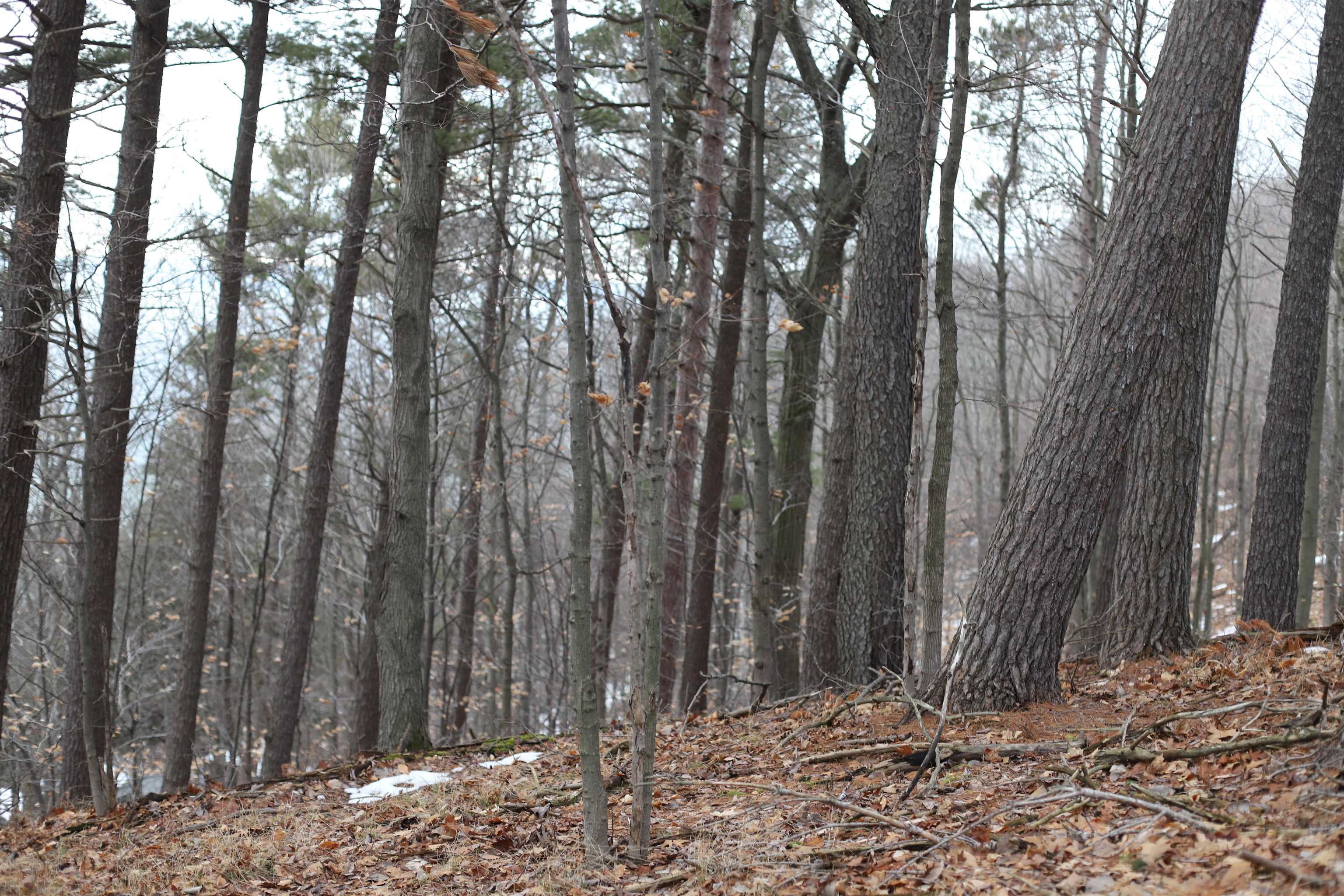 Lot 5 Crystal View Common Frankfort, MI 49635 - Photo 7 of 15