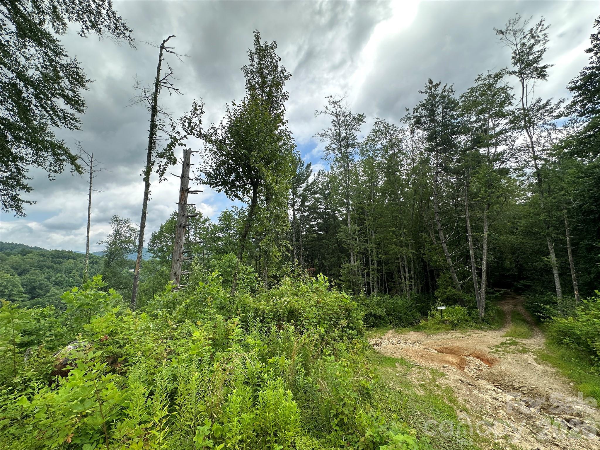 3606 Highway 194 Sugar Grove, NC 28679 - Photo 21 of 48 a view of a yard with plants and large trees