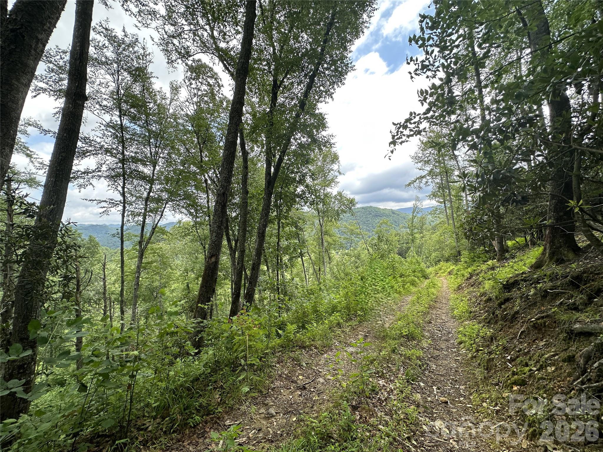 3606 Highway 194 Sugar Grove, NC 28679 - Photo 23 of 48 a view of forest