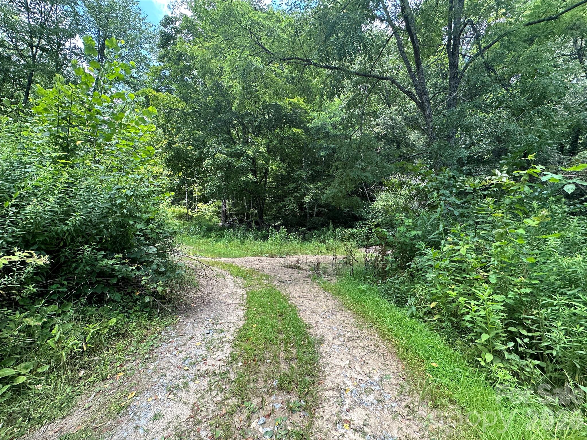 3606 Highway 194 Sugar Grove, NC 28679 - Photo 32 of 48 a view of a yard with plants and a large tree