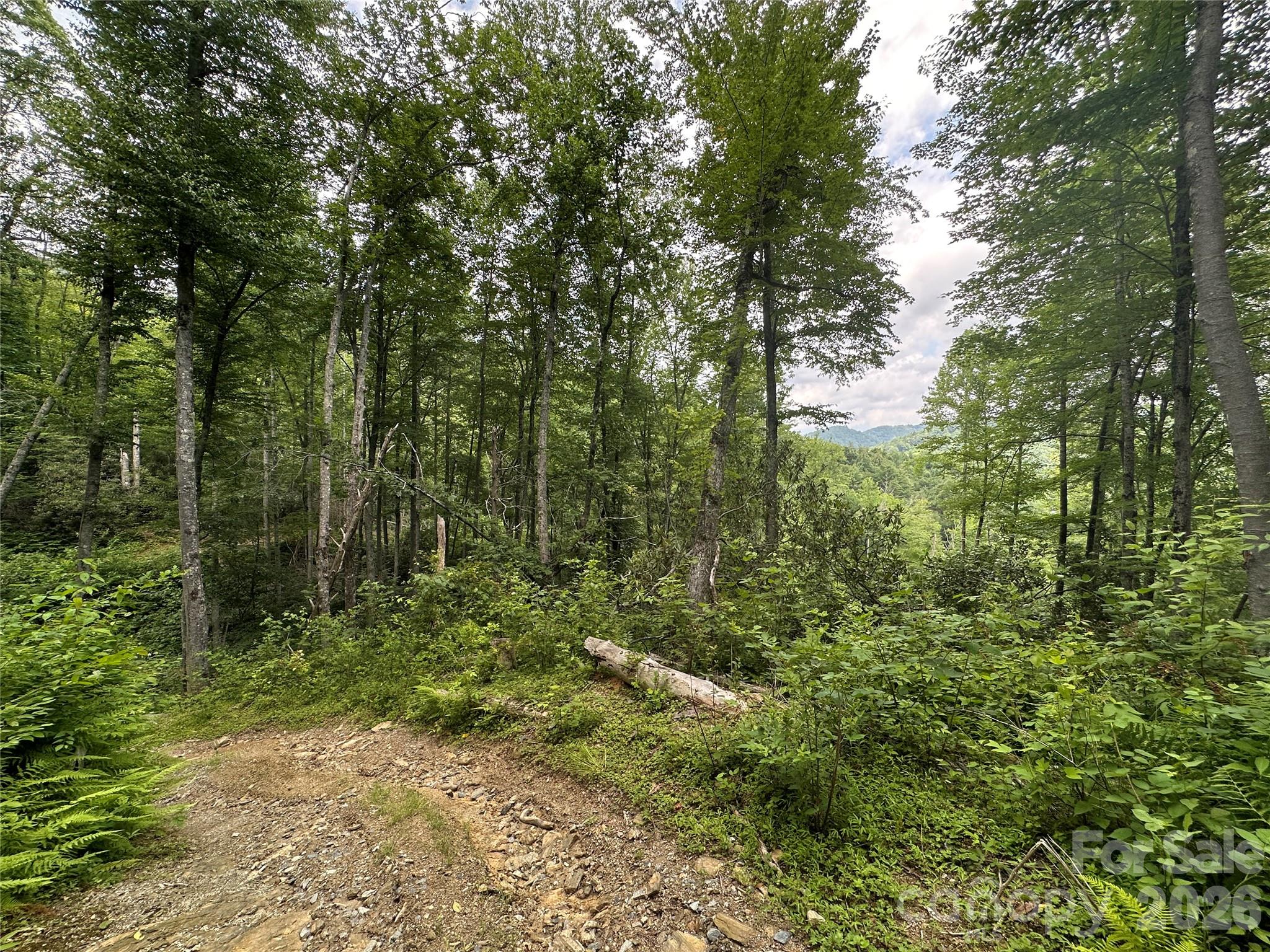 3606 Highway 194 Sugar Grove, NC 28679 - Photo 33 of 48 a view of a forest with trees in the background