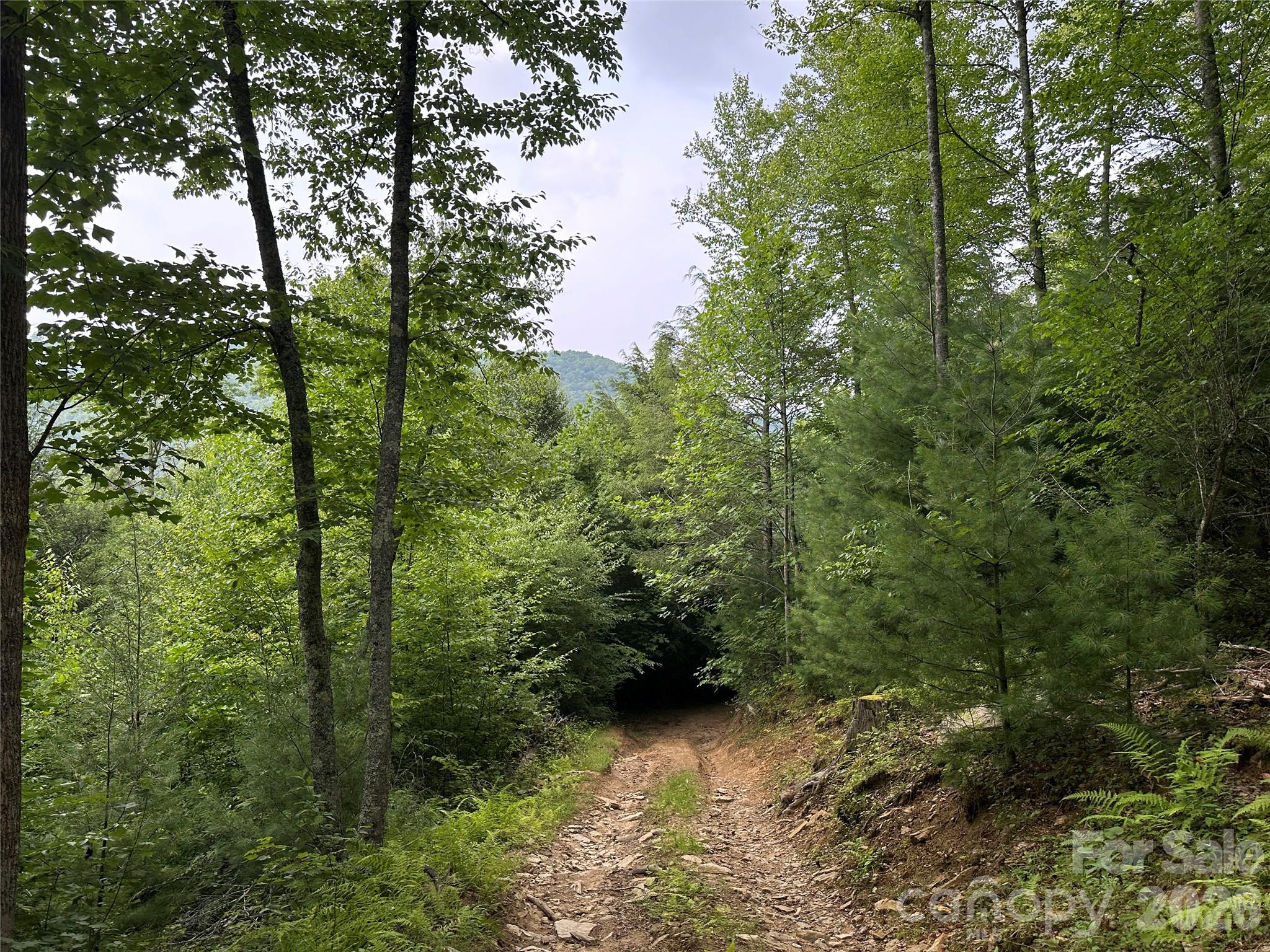 3606 Highway 194 Sugar Grove, NC 28679 - Photo 34 of 48 a view of a forest with trees