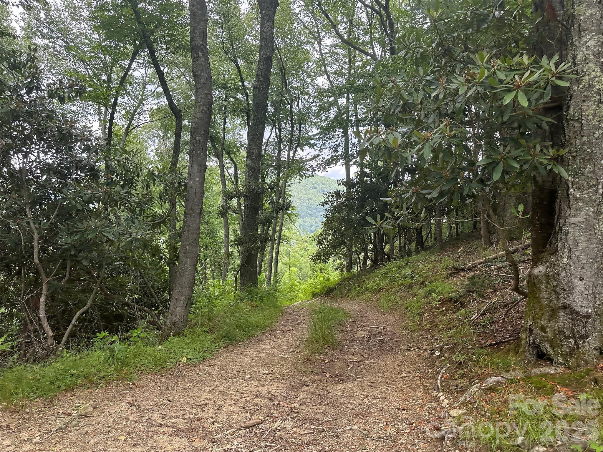 3606 Highway 194 Sugar Grove, NC 28679 - Photo 35 of 48 a view of a forest filled with trees