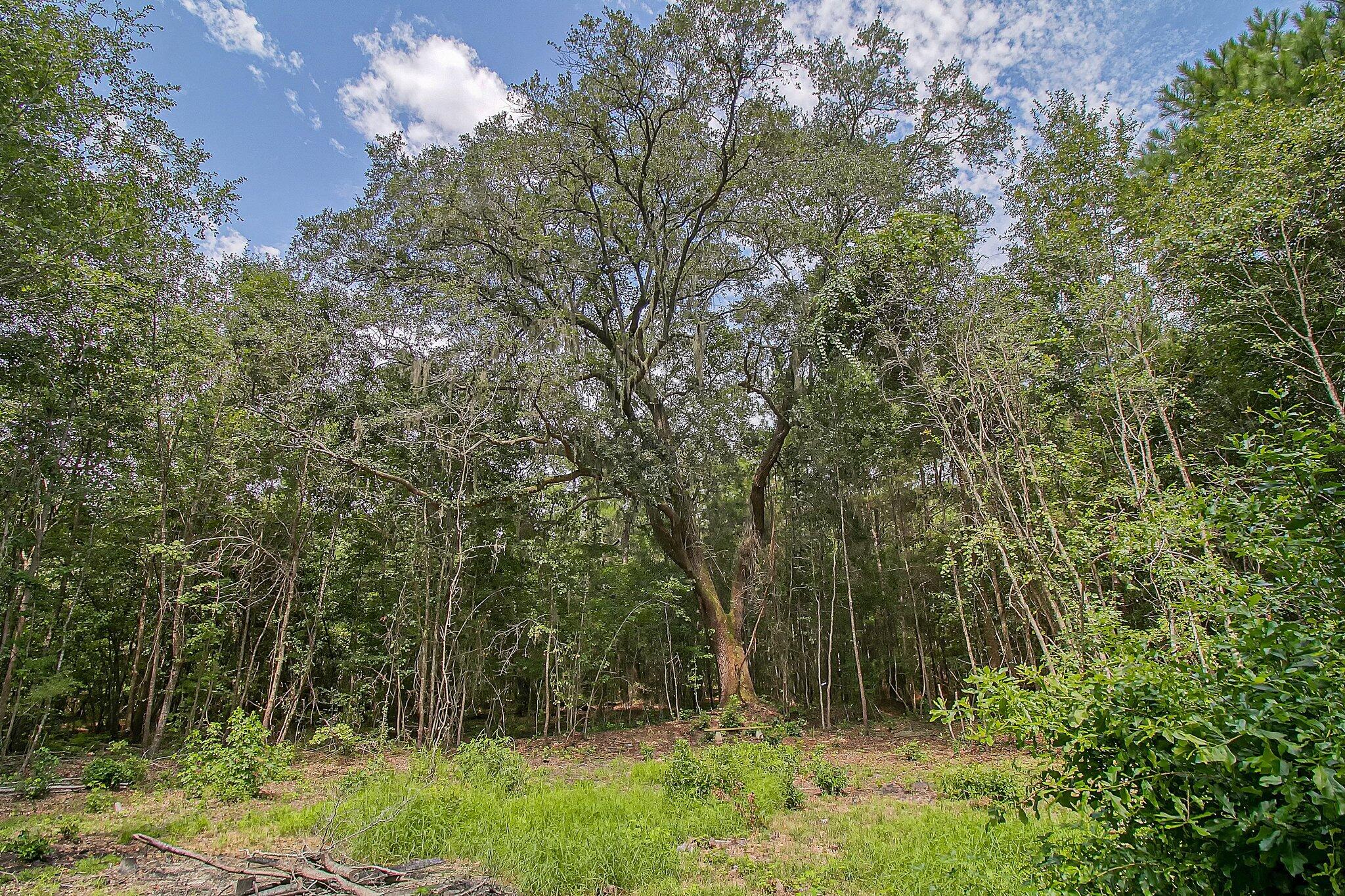 3609 Bohicket Road Johns Island, SC 29455 - Photo 26 of 34 21-web-or-mls-CREM_3609 Bohicket Rd_021