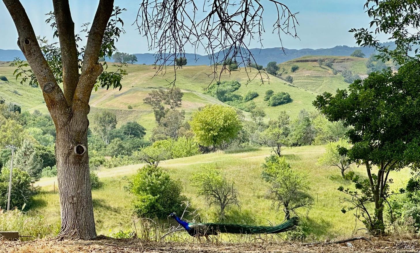 8551 Windy Ridge Trail Winters, CA 95694 - Photo 48 of 51