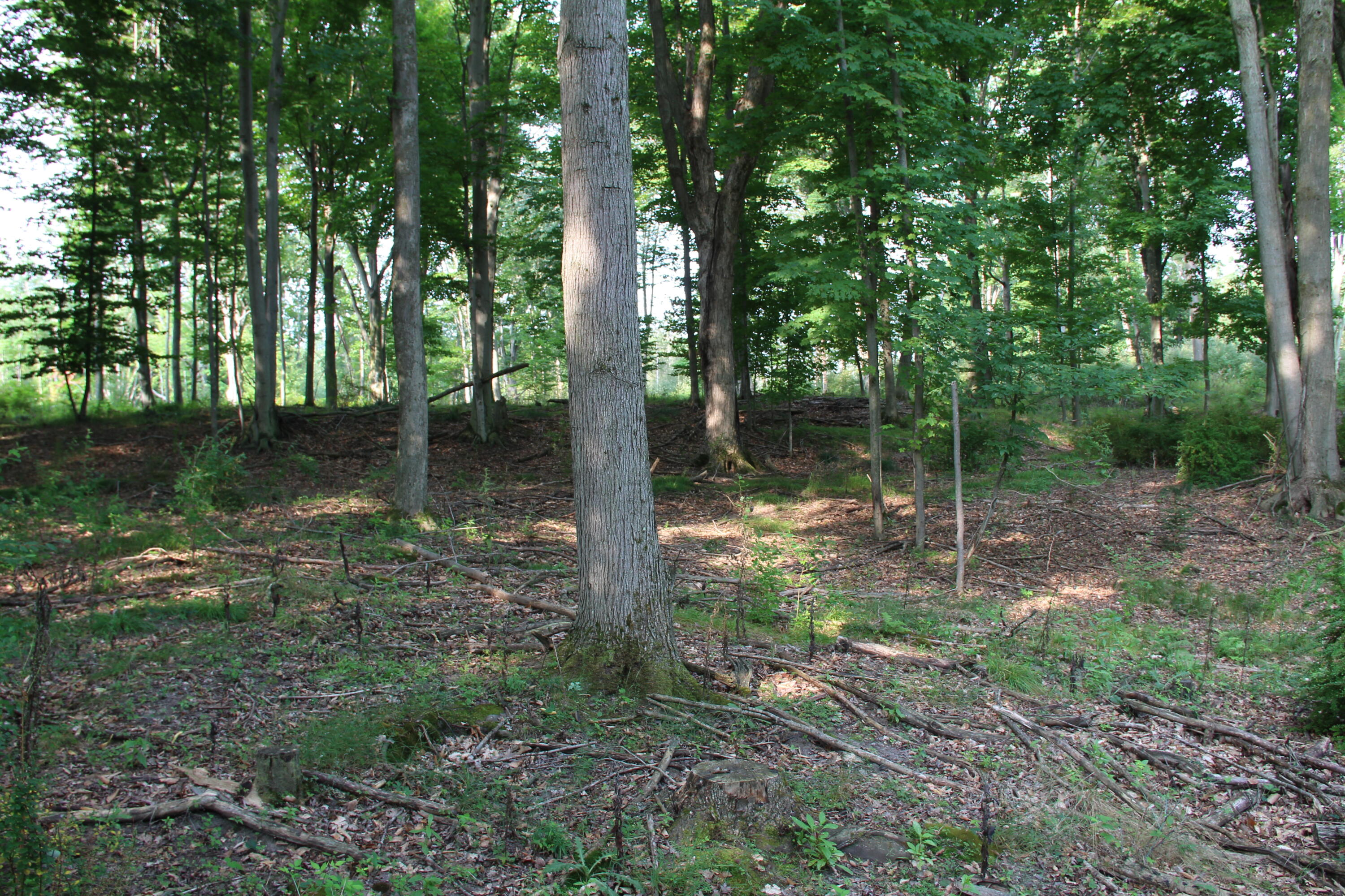 V/l East Chauvez Road Custer, MI 49405 - Photo 19 of 41 IMG_8035