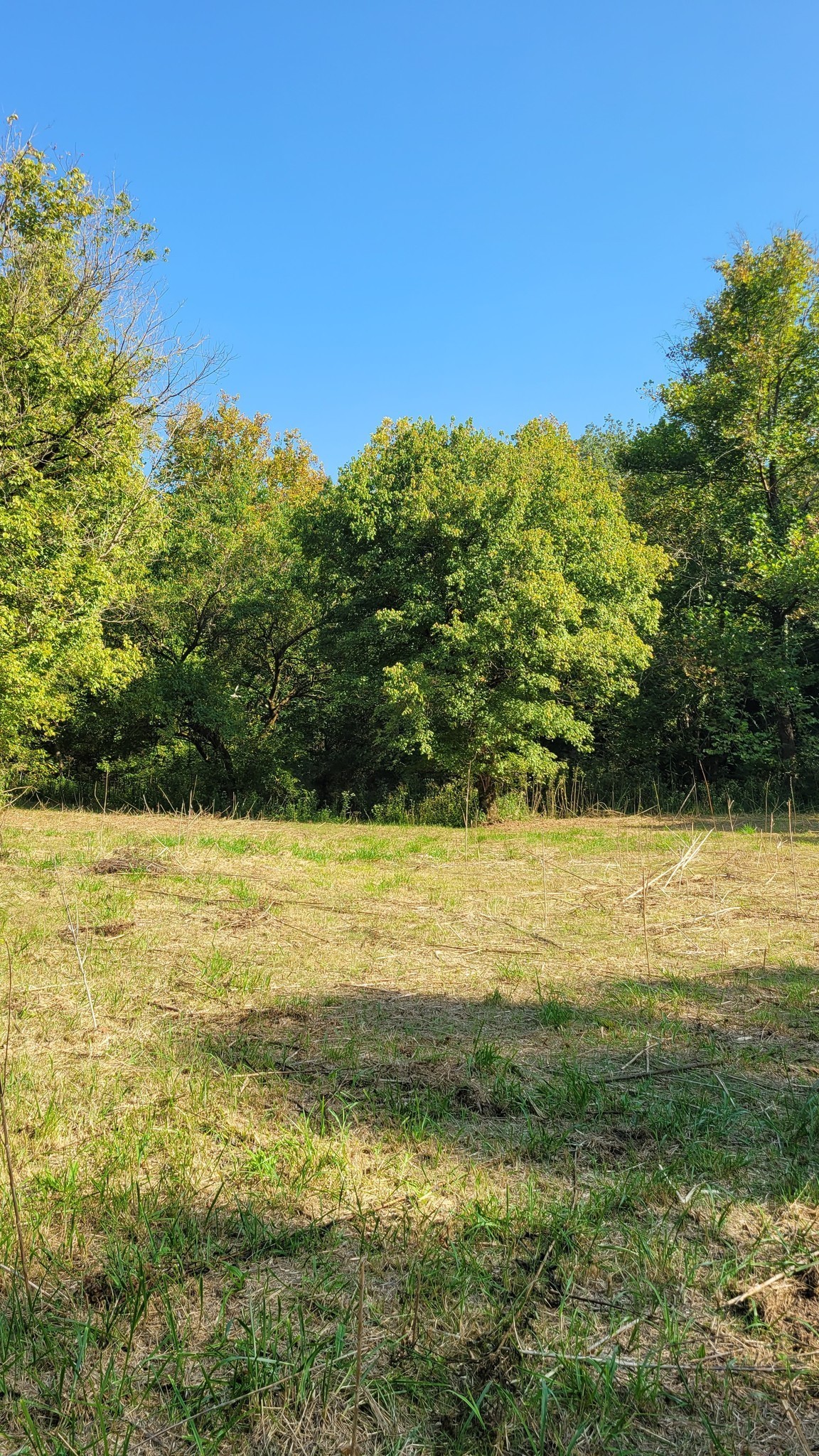 0 Hannah Branch Road Petersburg, TN 37144 - Photo 11 of 12