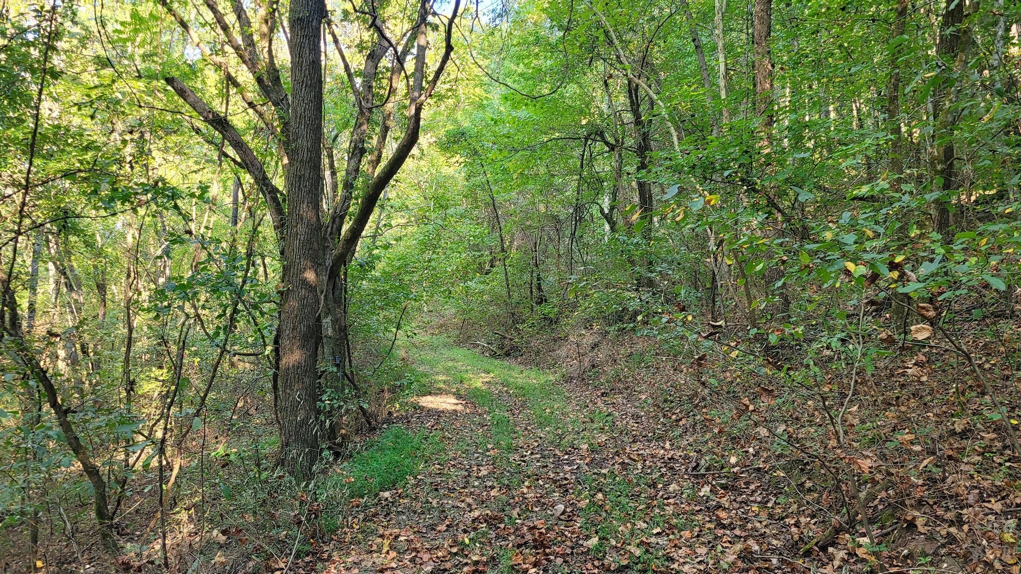 0 Hannah Branch Road Petersburg, TN 37144 - Photo 3 of 12