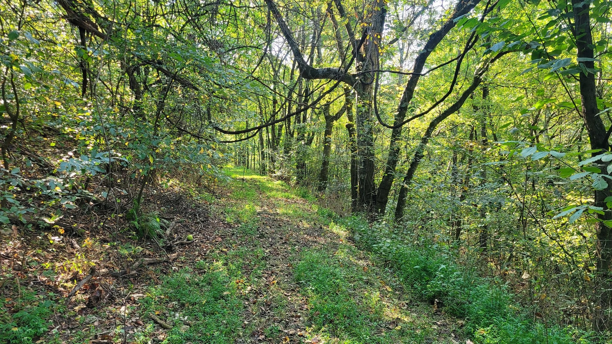 0 Hannah Branch Road Petersburg, TN 37144 - Photo 7 of 12