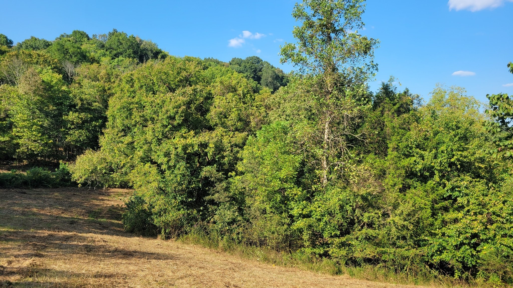 0 Hannah Branch Road Petersburg, TN 37144 - Photo 10 of 12