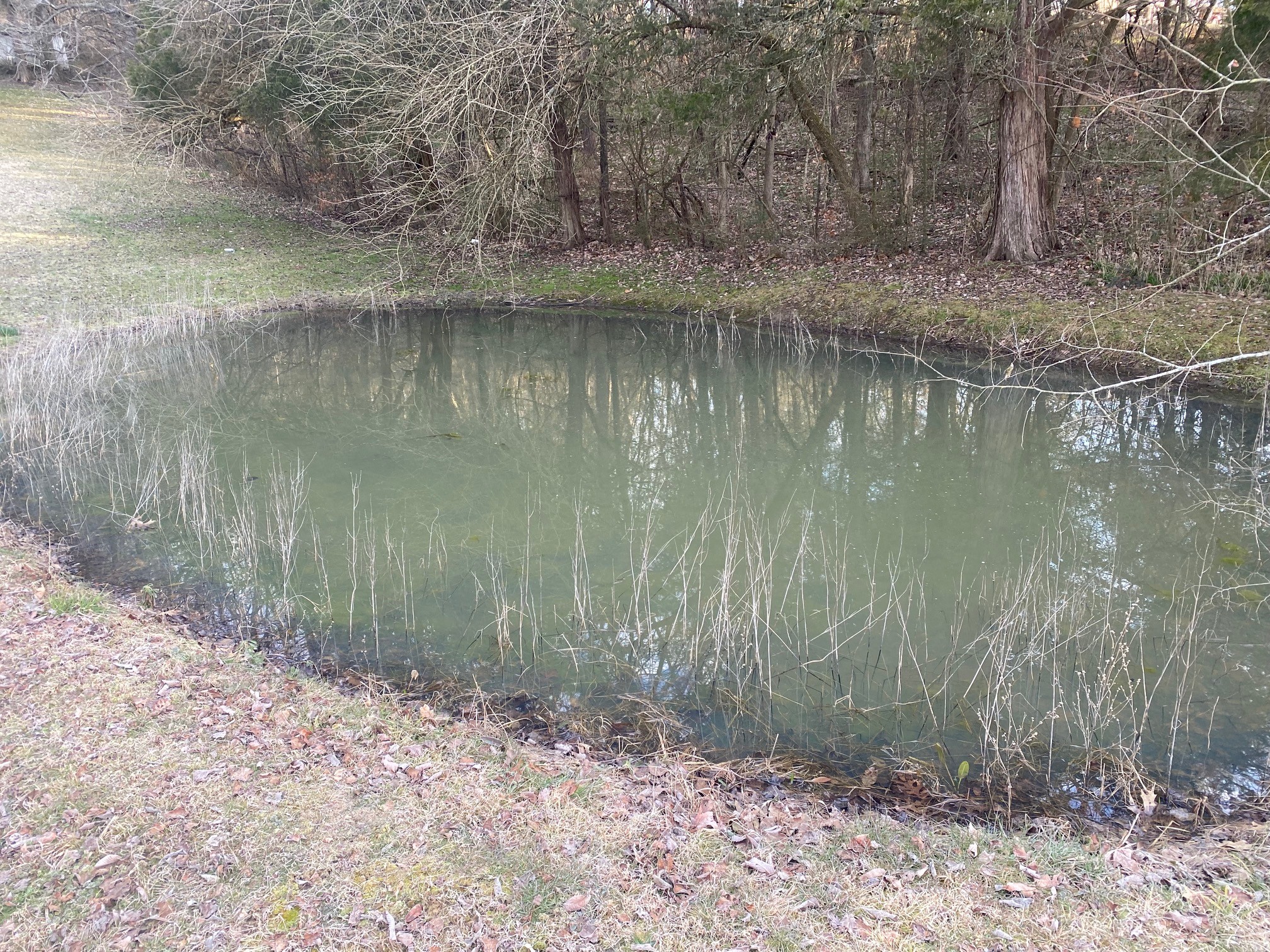 3420 Tarpley Shop Road Pulaski, TN 38478 - Photo 6 of 18 a view of a lake with a tree in the background