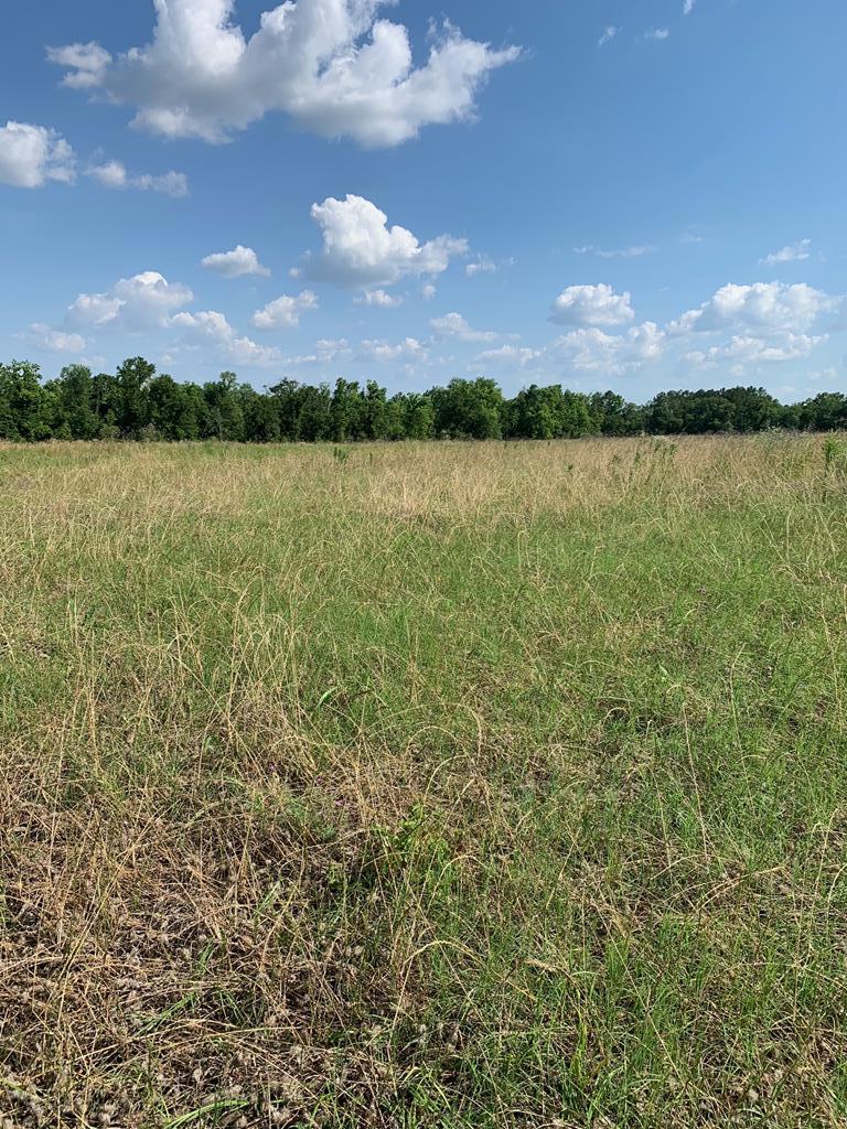 Lot 1 South Co Road Ashford, AL 36312 - Photo 1 of 11