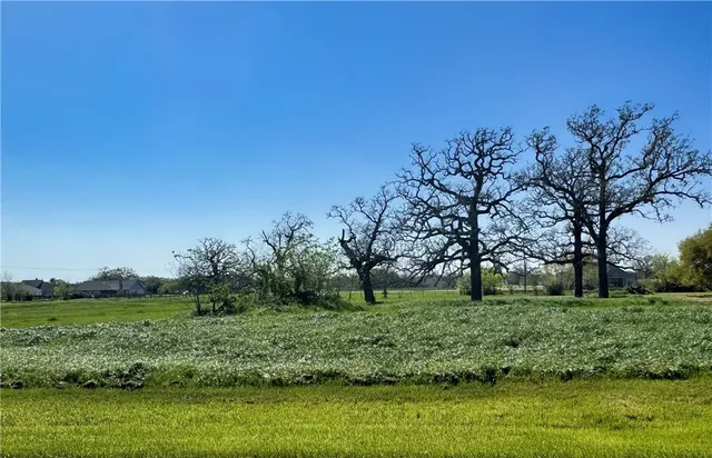 a view of a garden with trees