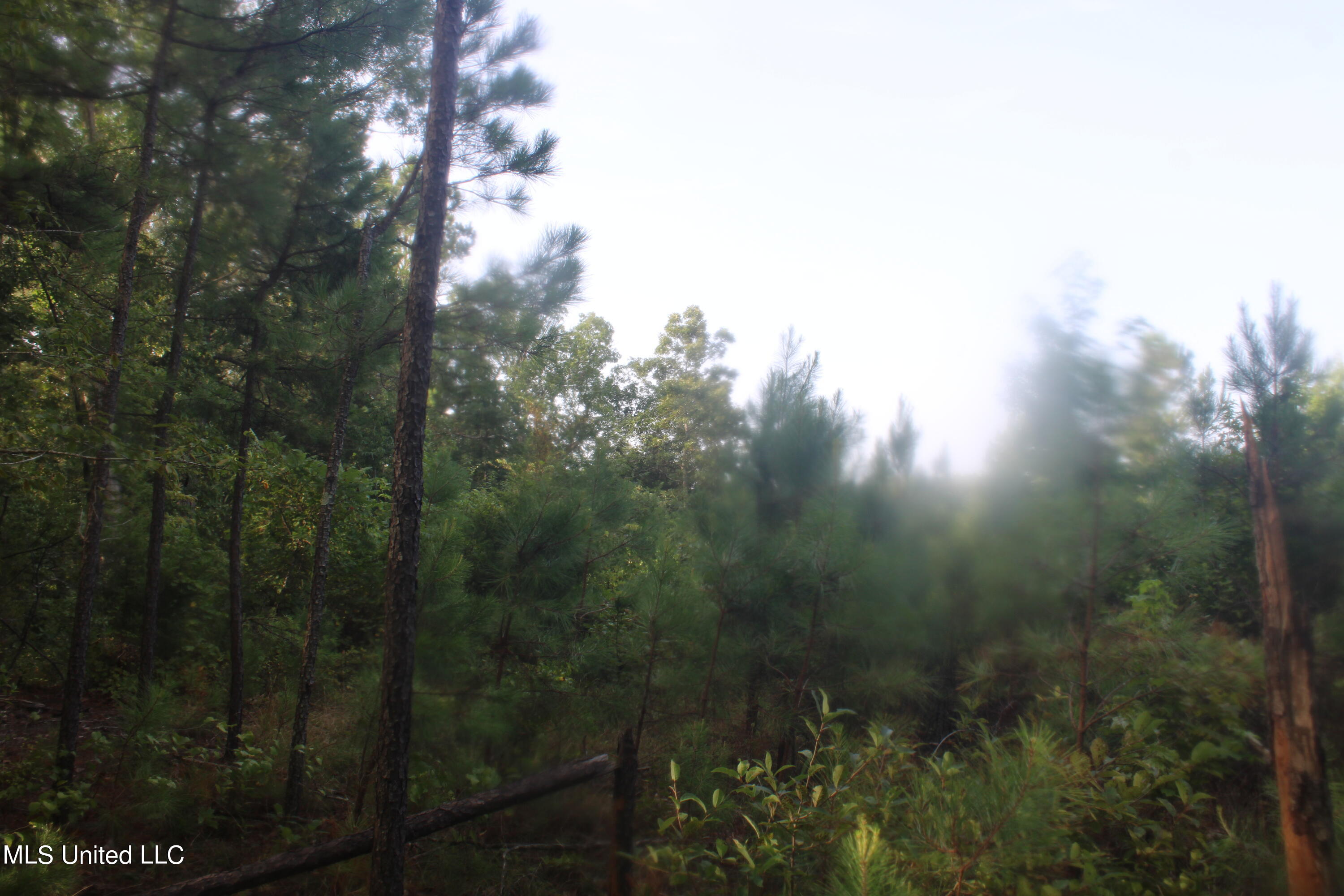 3700 Higdon Road Holly Springs, MS 38635 - Photo 11 of 16 IMG_4263