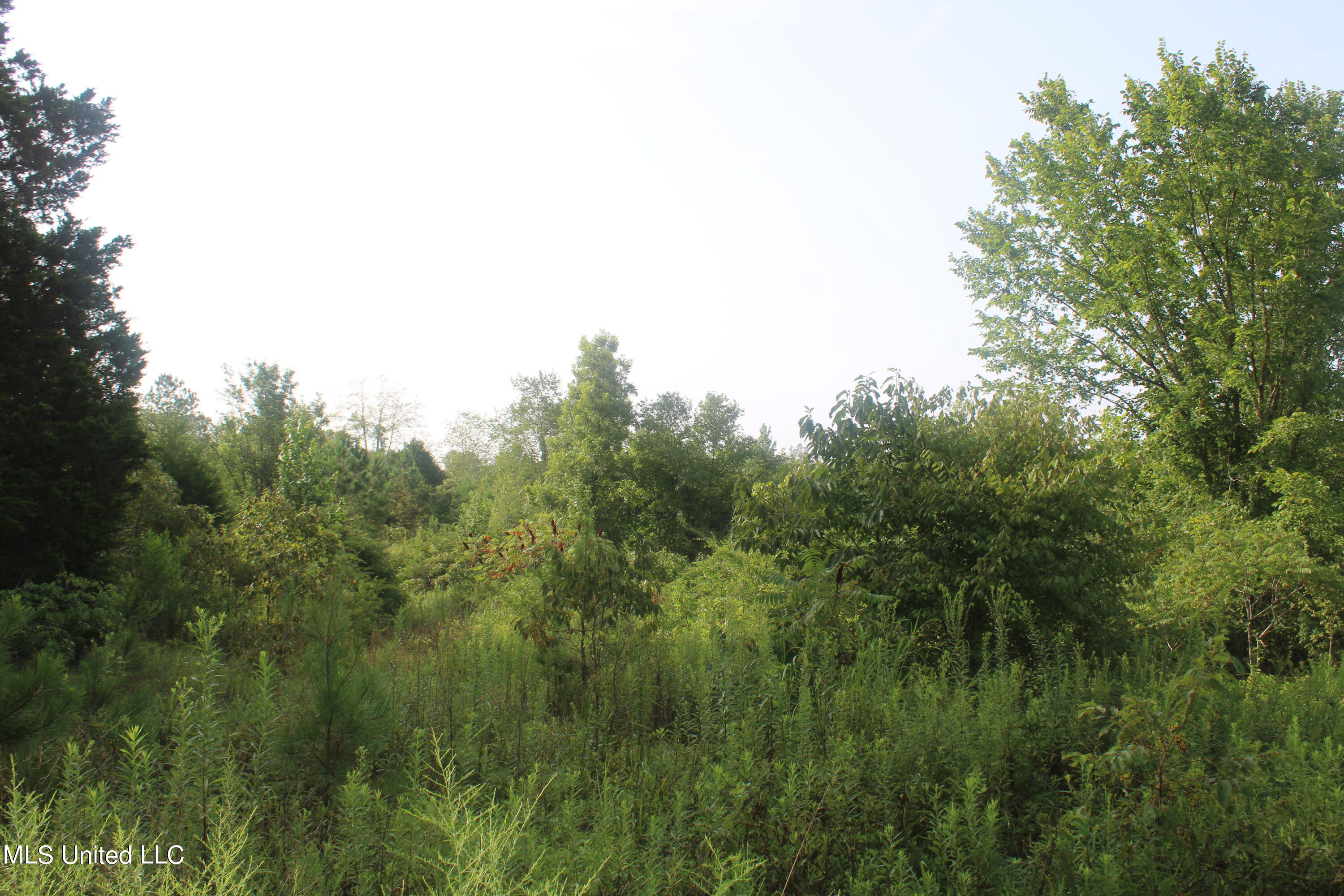 3700 Higdon Road Holly Springs, MS 38635 - Photo 15 of 16 IMG_4267