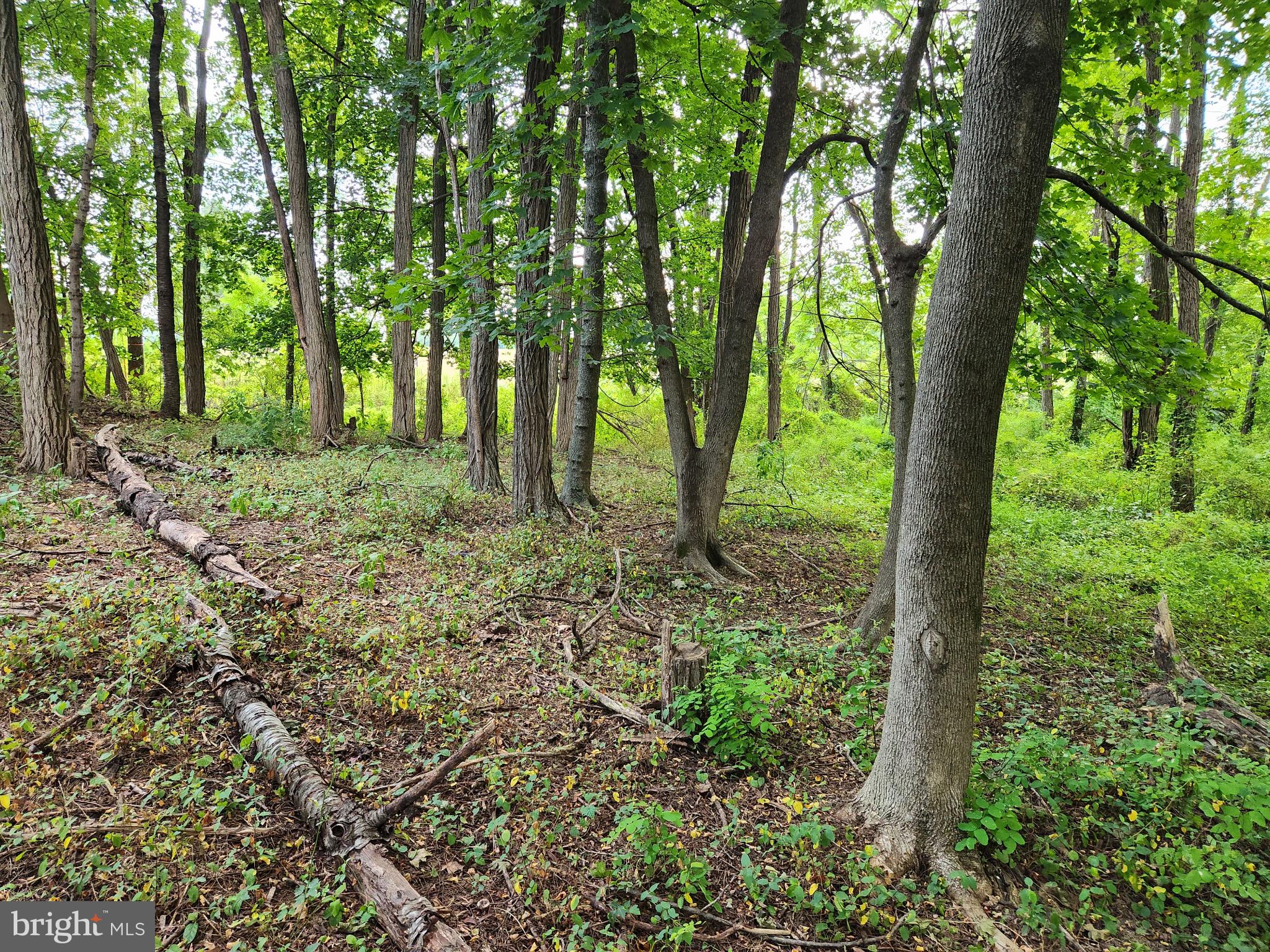a view of outdoor space and trees