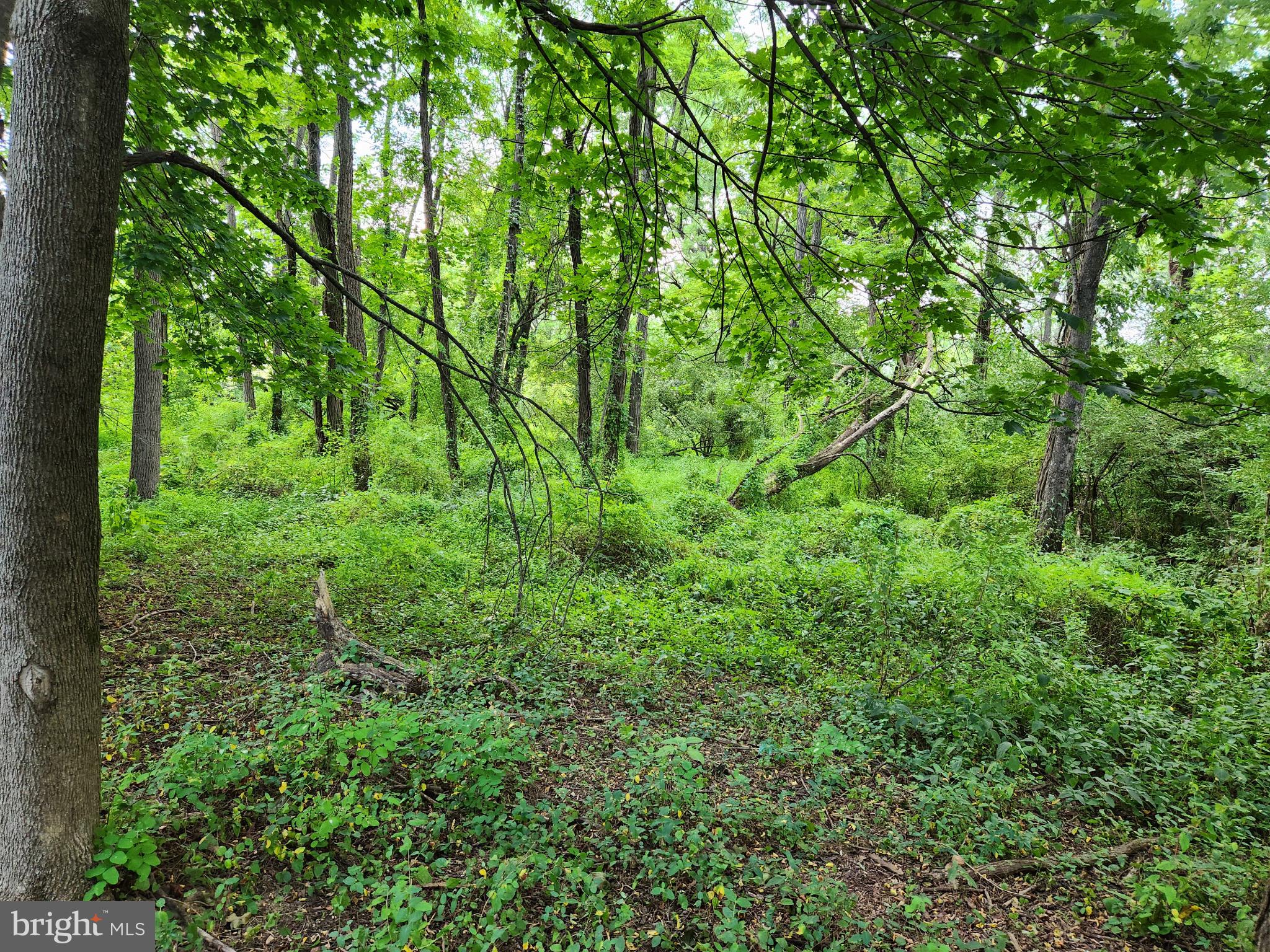 485 Hershey Road Hummelstown, PA 17036 - Photo 2 of 21 a view of a lush green forest