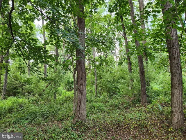 a view of a lush green forest