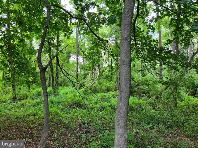 a view of forest