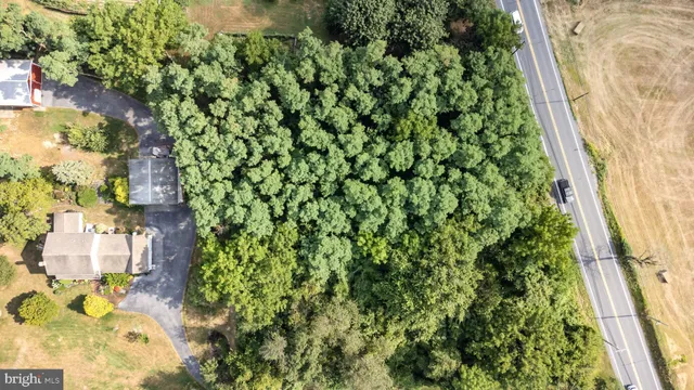 a close up of a plant in a garden