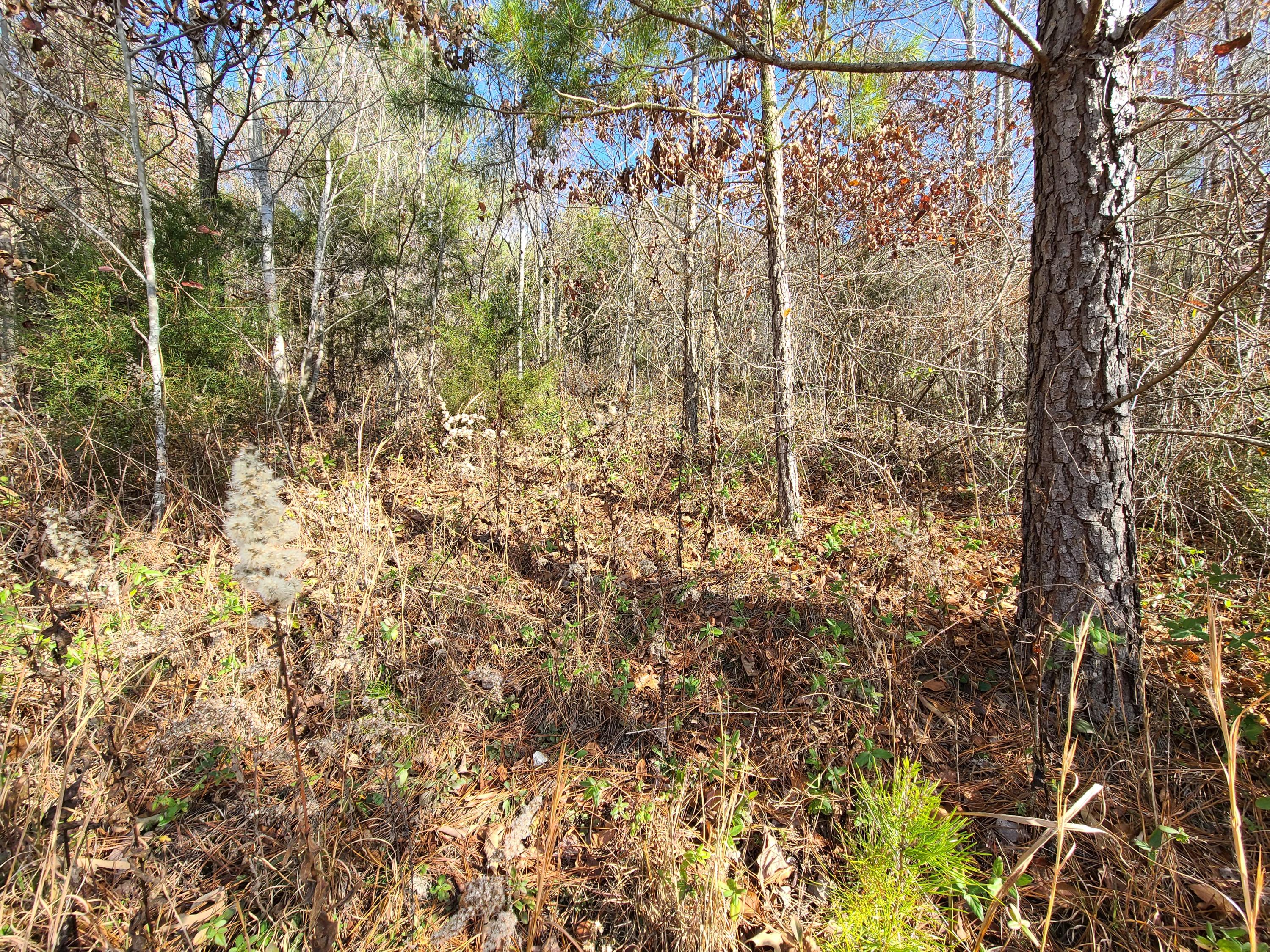 Rausin Road Philadelphia, TN 37846 - Photo 23 of 33 Land.