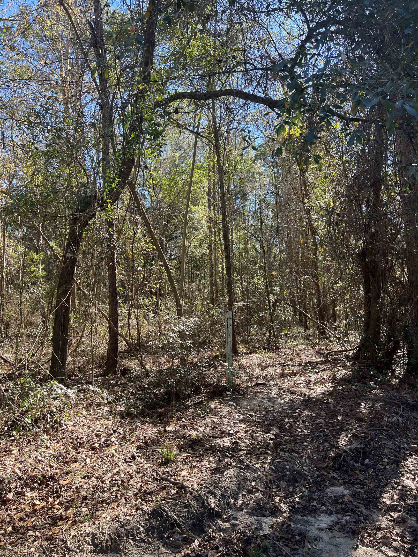 0 Frank Smith Road Quincy, FL 32352 - Photo 2 of 5 Gallery Image 2