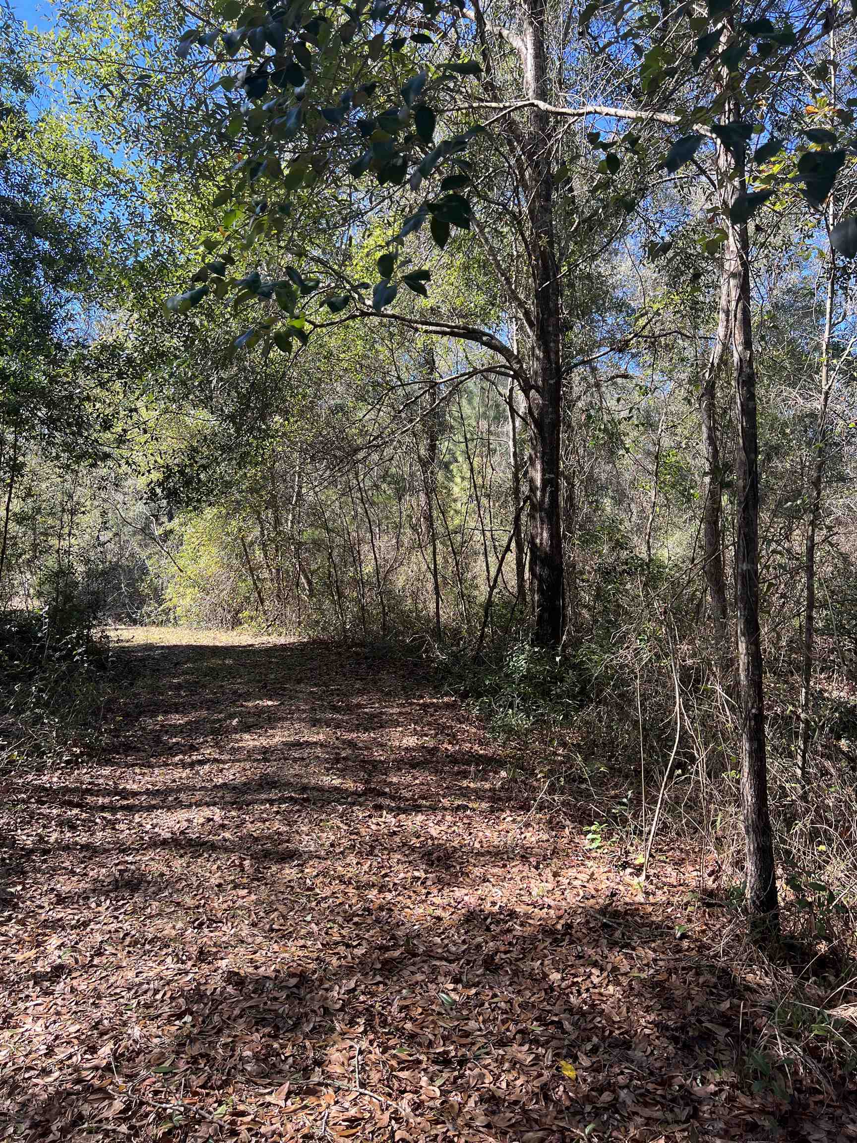 0 Frank Smith Road Quincy, FL 32352 - Photo 5 of 5 Gallery Image 5