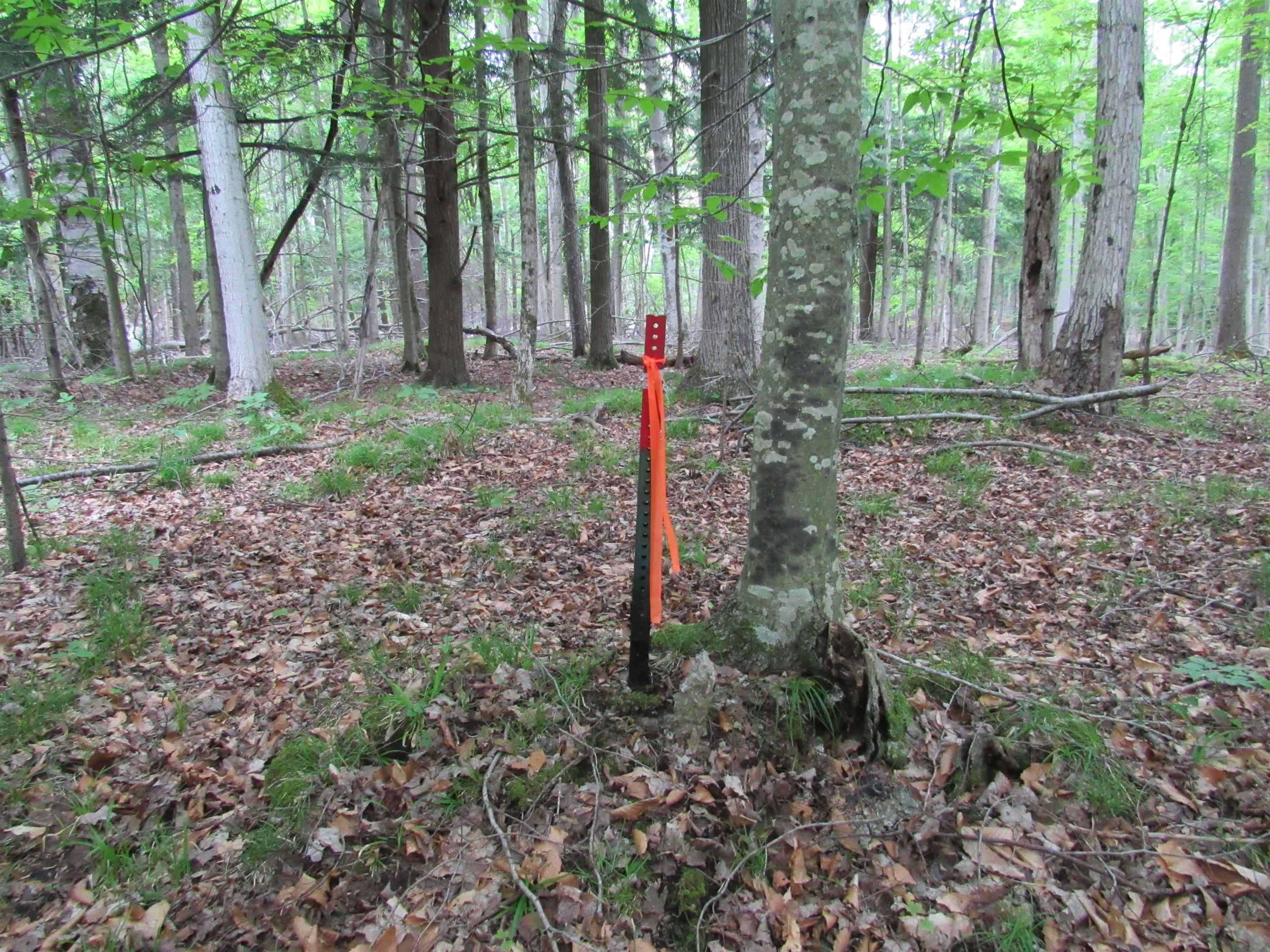0 North Poor Farm Road Harrisville, MI 48740 - Photo 8 of 20