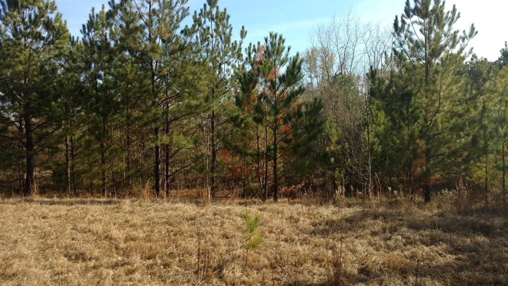 2931 Willis Foreman Road Hephzibah, GA 30815 - Photo 2 of 5