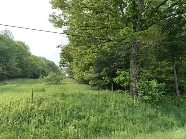 a view of a forest that has large trees