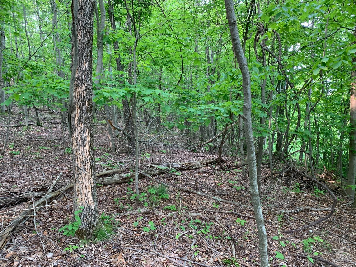 L4 County Rte 5 Canaan, NY 12029 - Photo 3 of 3 a view of a forest that has large trees