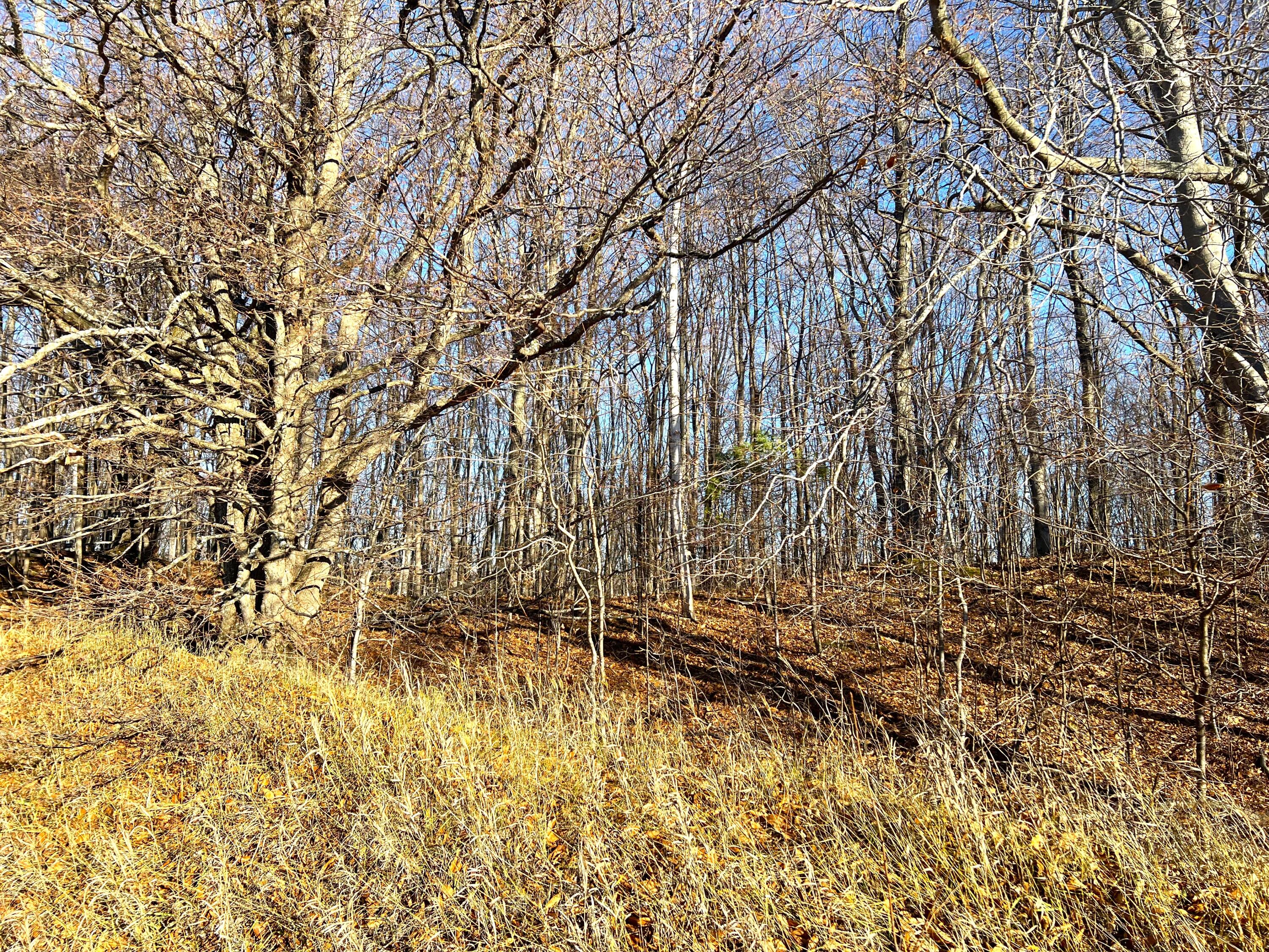 Northwest Garber And Canby Road Levering, MI 49755 - Photo 16 of 17 Gallery Image 16