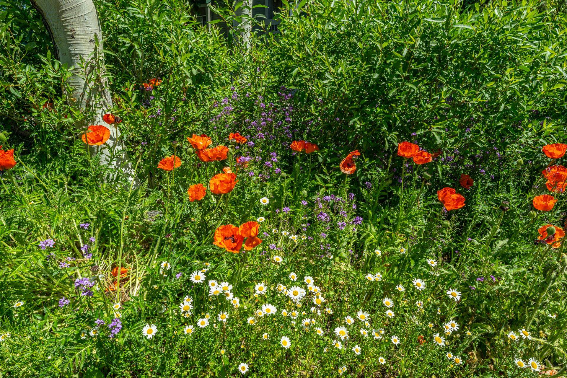 609 Golden Creek Road, Unit 609 Mammoth Lakes, CA 93546 - Photo 34 of 42 Lush garden landscaping featuring a variety of mature foliage, vibrant red poppies, white daisies, and purple accent flowers