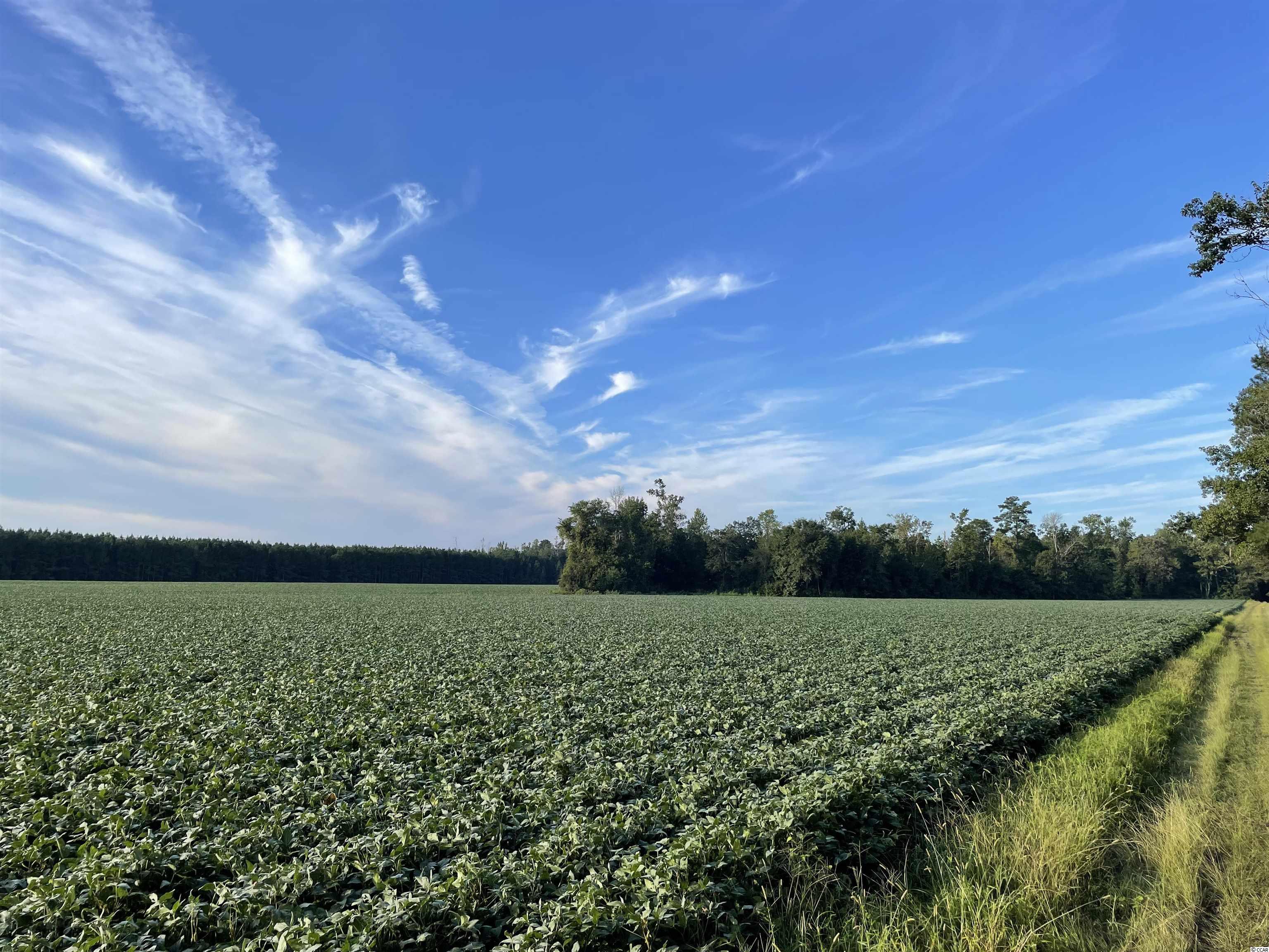 59-ac Old Georgetown Road Nesmith, SC 29580 - Photo 1 of 16