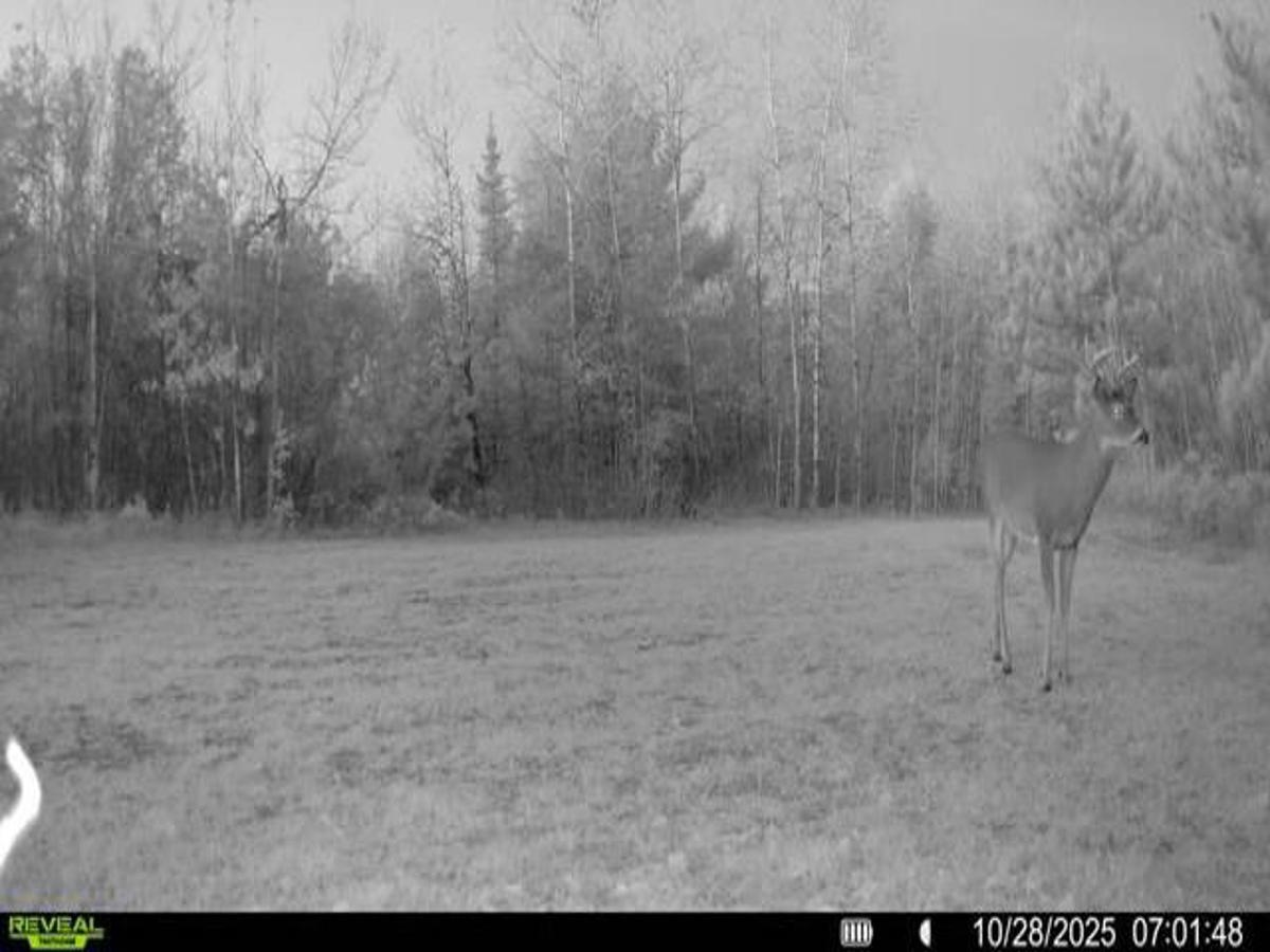 19081 Erickson Drive Dunbar, WI 54119 - Photo 78 of 87
