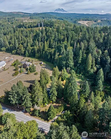 a view of a yard with plants and large trees