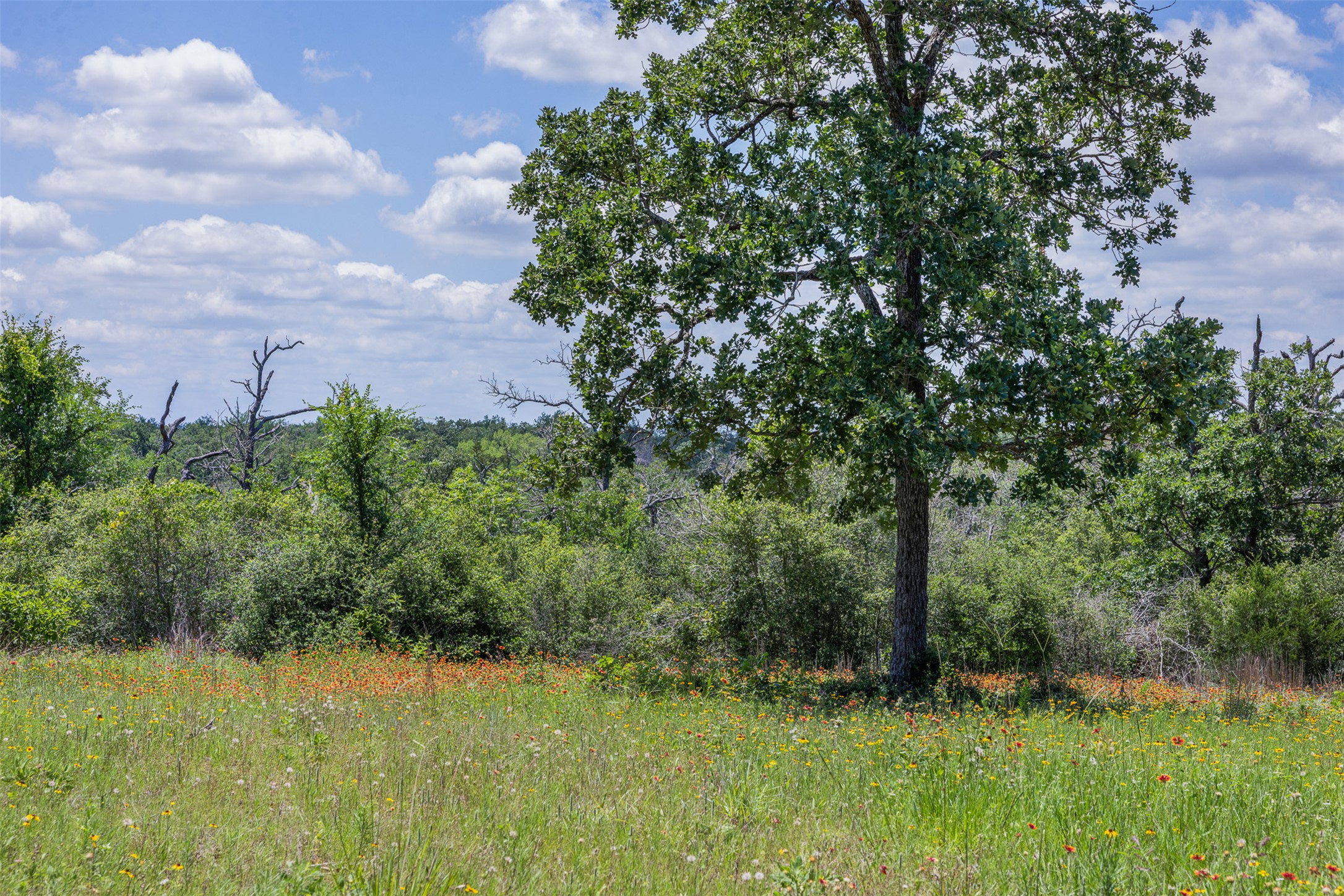 1004 22 Hills Road Gause, TX 77857 - Photo 6 of 37 A vibrant meadow blooms under a vast blue sky, dotted with mature trees and native flora.