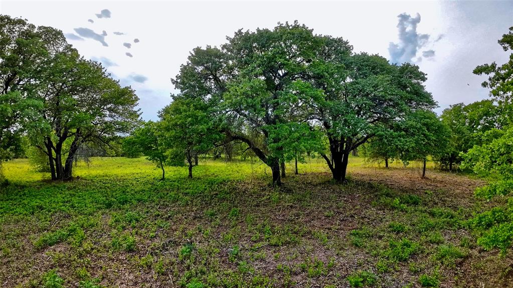 Tbd Tradewinds Road Nocona, TX 76255 - Photo 16 of 32 a view of backyard with tree