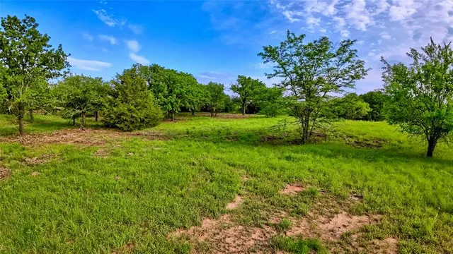 a view of a field of grass and a tree