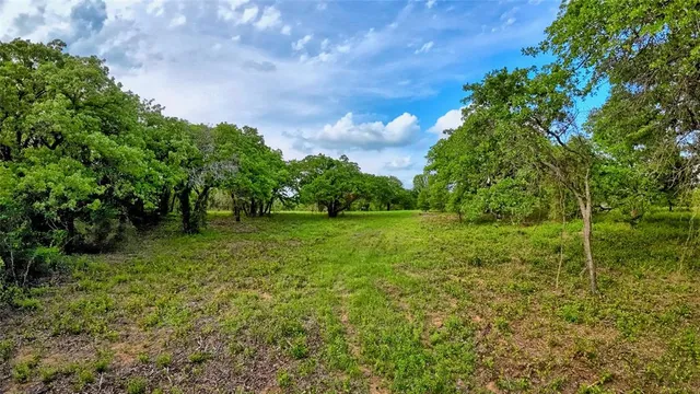 a view of a lush green forest with lots of trees