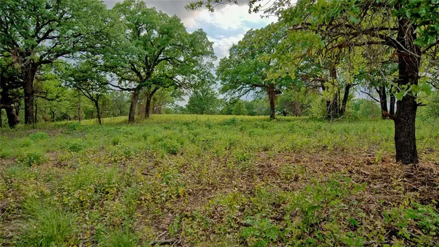 a view of a lush green space