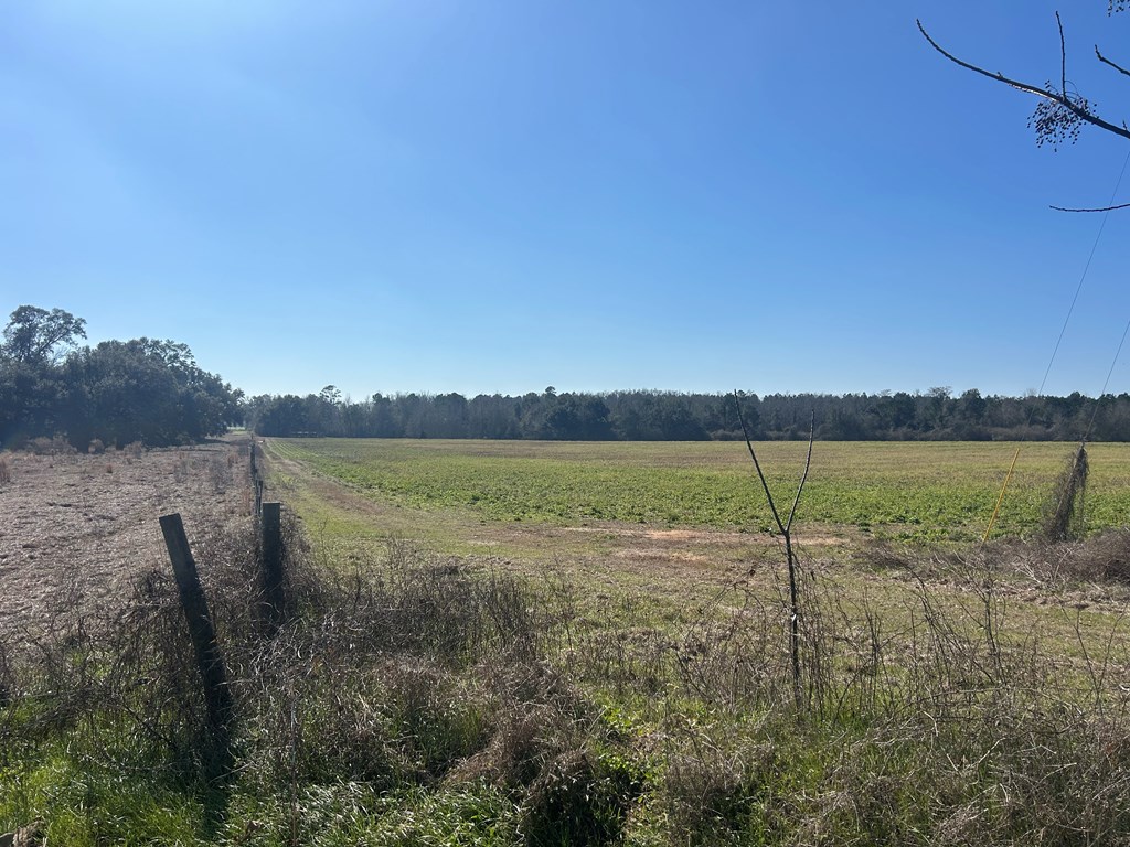 31.5-ac 31.5-ac Rammer Loop Road Dothan, AL 36301 - Photo 22 of 49